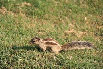 Squirrel (India)