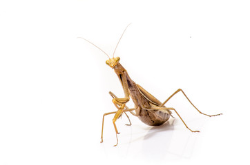 Wandering Violin Mantis, Gongylus gongylodes, in front of white background