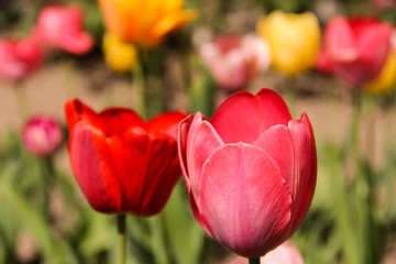 red tulips in the garden