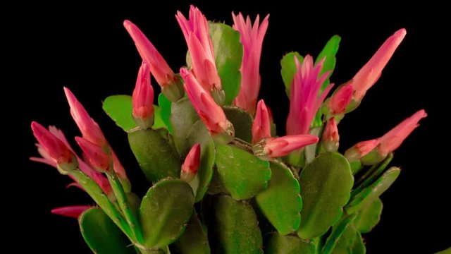 Timelapse of Blooming Cactus. Flower Opening and Closing on Black Background. 4K.