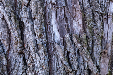 Texture of Old and Big Poplar Tree