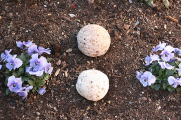 Rasselsteine im Garten