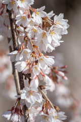 Cherry tree blossoms at the National Arboretum in Washington, DC. March 28, 2019.