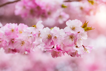 Fototapeta na wymiar Sakura flowers in spring