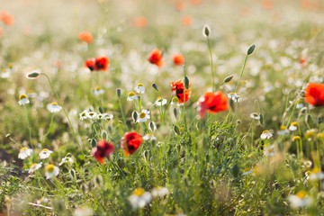 Field of corn poppy flowers papaver rhoeas in spring