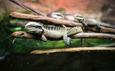 An Australian water dragon (Intellagama lesueurii) resting on a branch at the National Aquarium in...