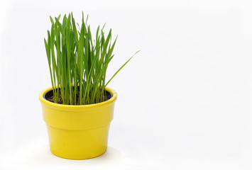 Theme for Easter greeting card. Green grass in a yellow pot on white background.