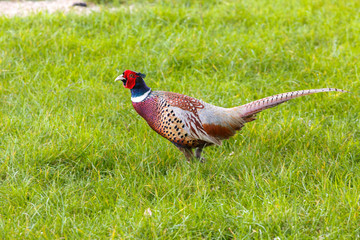 Common pheasant male Phasianus colchius