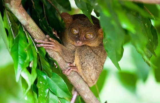 Phillipine Tarsier ,Tarsius Syrichta, the world's smallest primate Cute Tarsius monkey with big enormous eyes sitting on a branch with green leaves. Bohol island, Philippines.