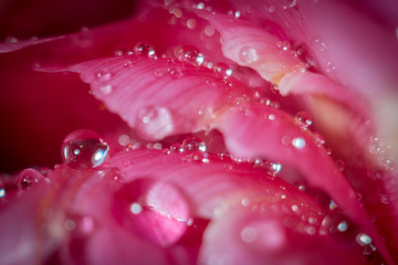 Tulip petal with waterdrops background. Close up photo, macrophotography. Greeting card. Floral background
