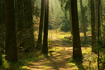 Fototapeta premium Wald