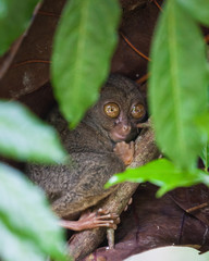 Phillipine Tarsier ,Tarsius Syrichta, the world's smallest primate Cute Tarsius monkey with big enormous eyes sitting on a branch with green leaves. Bohol island, Philippines. Selective focus.