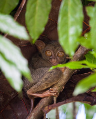 Phillipine Tarsier ,Tarsius Syrichta, the world's smallest primate Cute Tarsius monkey with big enormous eyes sitting on a branch with green leaves. Bohol island, Philippines. Selective focus.