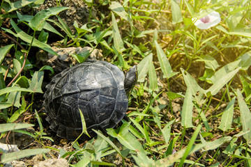 Young Yellow - headed Temple Turtle (Hieremys annandalii) on the ground along natural pond in a morning glory.