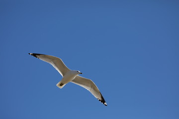 Mouette en vol
