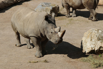 White rhinoceros 