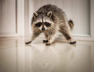 raccon