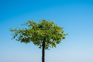 Lone green tree over blue sky background