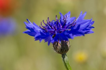 Kornblume 12