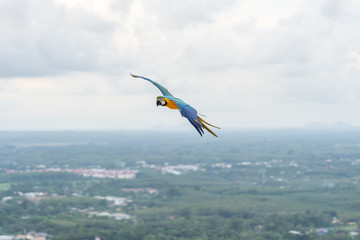 Fototapeta na wymiar africa macaw flying