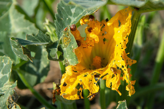 Cucurbit Insects Imágenes de Cucurbit: descubre bancos de fotos, ilustraciones, vectores ...