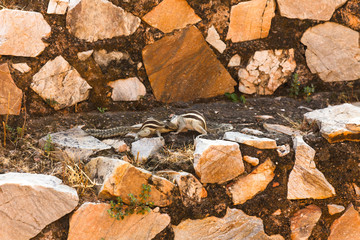 Two chipmunks on stones