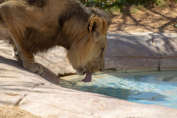 Headshot of lion drinking water from a pool