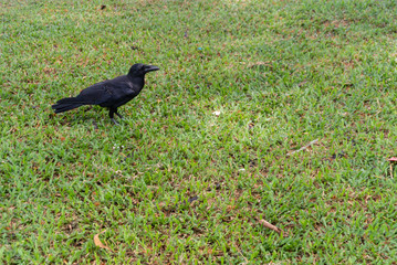 black crow on the grass