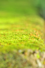moss like a rug