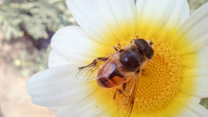 A honey be sit on the flower