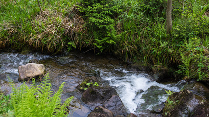 Obraz premium river in forest valley