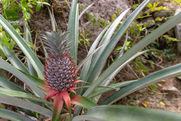 Fototapeta premium Eco small pineapple fruit growing in the tree