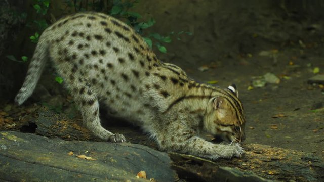 Fishing Cat are scratched on the log.