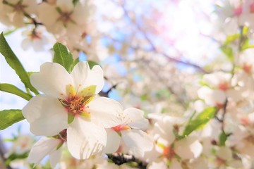 Blooming almond tree with big white flowers