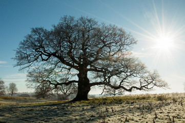Frosty day for an old oak tree.