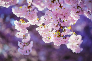 Cherry blossom in sunny on spring