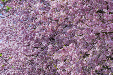 Obraz premium Cherry blossom in sunny on spring