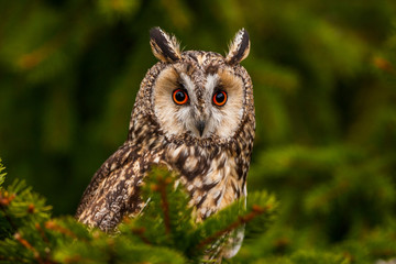 Eurasian eagle owl (bubo bubo) portrait, owls are often used as a symbol of wisdom, selective focus on the orange eyes, narrow depth of field