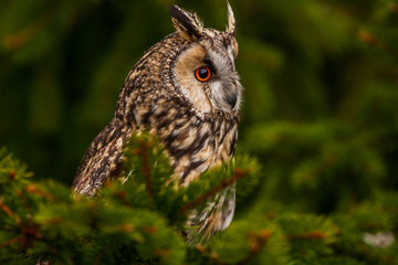 Eurasian eagle owl (bubo bubo) portrait, owls are often used as a symbol of wisdom, selective focus on the orange eyes, narrow depth of field