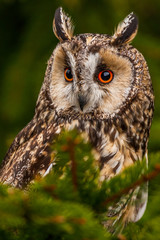 Eurasian eagle owl (bubo bubo) portrait, owls are often used as a symbol of wisdom, selective focus on the orange eyes, narrow depth of field