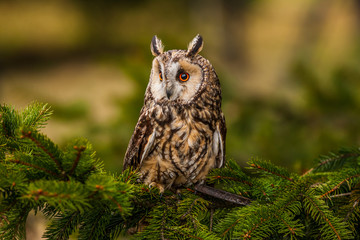 Eurasian eagle owl (bubo bubo) portrait, owls are often used as a symbol of wisdom, selective focus...