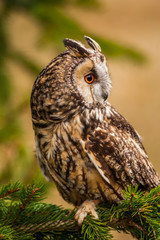Eurasian eagle owl (bubo bubo) portrait, owls are often used as a symbol of wisdom, selective focus on the orange eyes, narrow depth of field