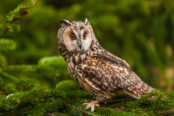 Eurasian eagle owl (bubo bubo) portrait, owls are often used as a symbol of wisdom, selective focus...