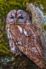 Eurasian eagle owl (bubo bubo) portrait, owls are often used as a symbol of wisdom, selective focus on the orange eyes, narrow depth of field