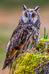 Eurasian eagle owl (bubo bubo) portrait, owls are often used as a symbol of wisdom, selective focus on the orange eyes, narrow depth of field