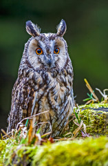 Eurasian eagle owl (bubo bubo) portrait, owls are often used as a symbol of wisdom, selective focus on the orange eyes, narrow depth of field