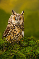 Eurasian eagle owl (bubo bubo) portrait, owls are often used as a symbol of wisdom, selective focus on the orange eyes, narrow depth of field