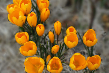 yellow flowers in the garden