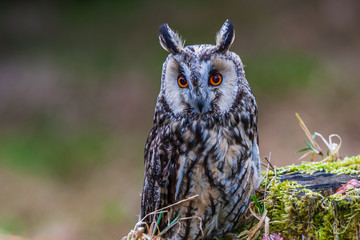 Eurasian eagle owl (bubo bubo) portrait, owls are often used as a symbol of wisdom, selective focus...