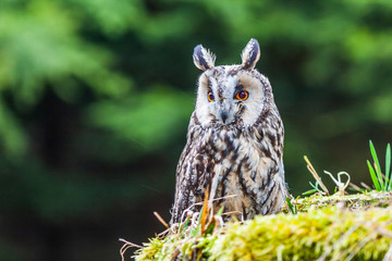 Eurasian eagle owl (bubo bubo) portrait, owls are often used as a symbol of wisdom, selective focus on the orange eyes, narrow depth of field